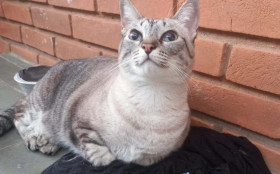Tutora morre repentinamente e seis gatos precisam de ado&ccedil;&atilde;o urgente em Campinas