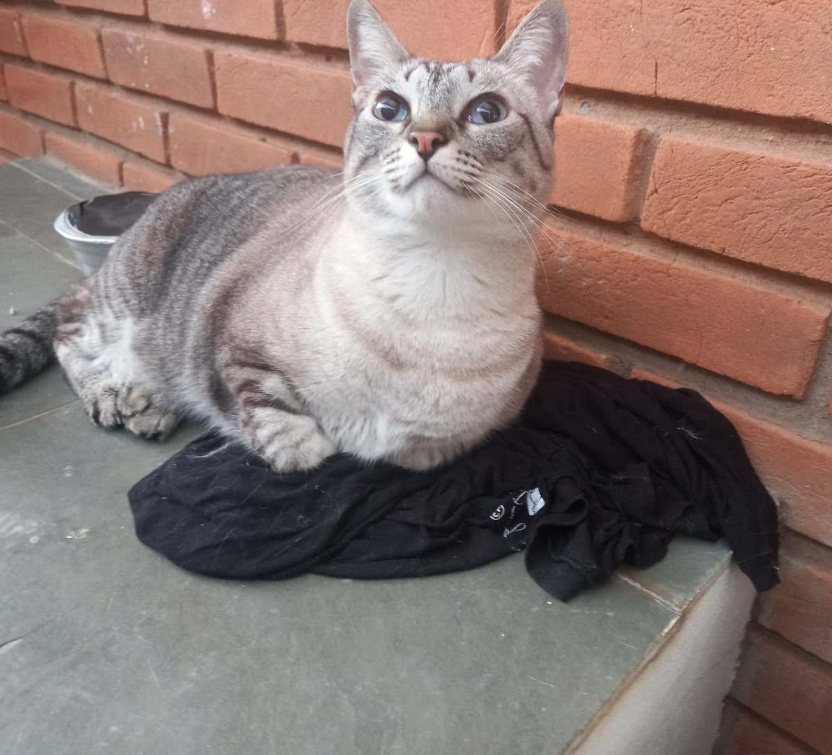 Tutora morre repentinamente e seis gatos precisam de ado&ccedil;&atilde;o urgente em Campinas