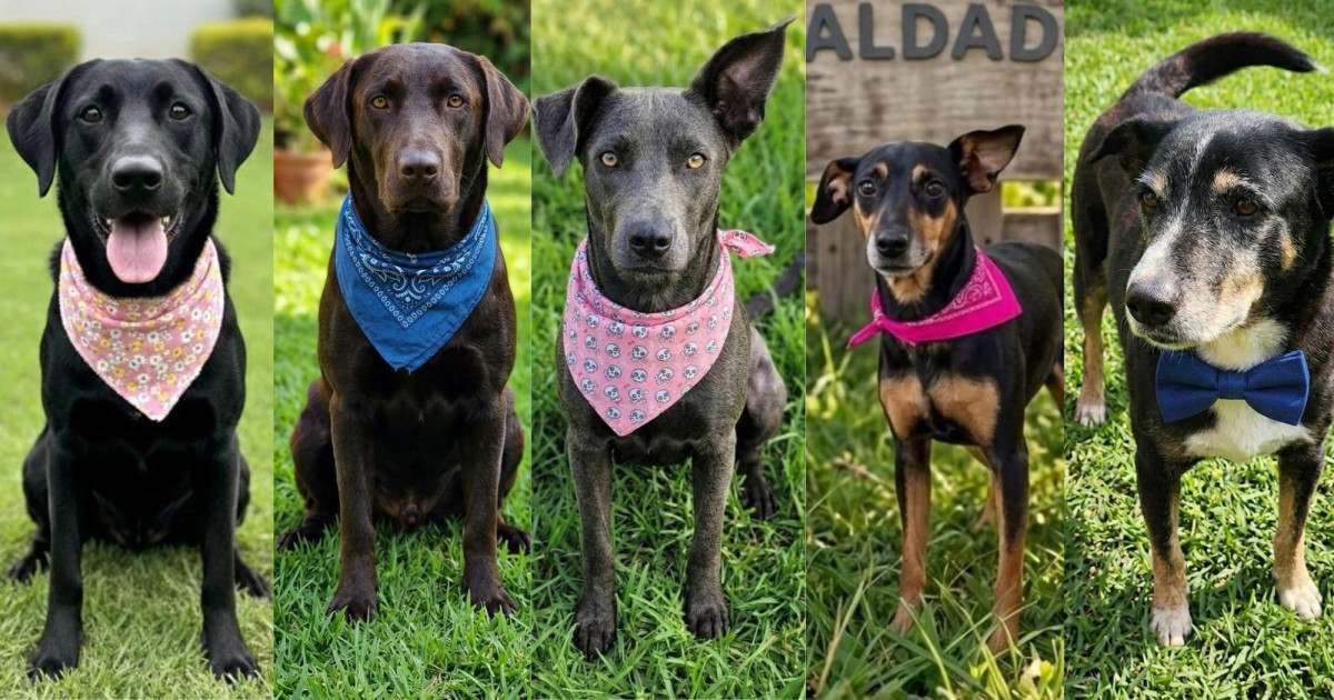 Centro de Conviv&ecirc;ncia recebe feira de ado&ccedil;&atilde;o de animais da Prefeitura no domingo