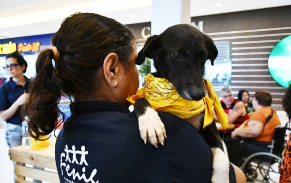 Campanha de ado&ccedil;&atilde;o de pets faz sucesso em Nova Igua&ccedil;u