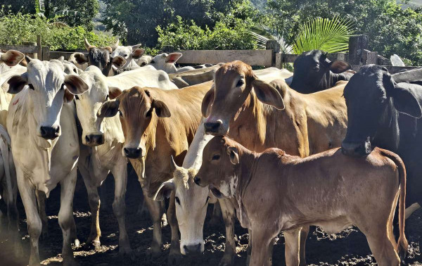 Programa 'Maca&eacute; Reproduza ' insemina mais de 6 mil vacas
