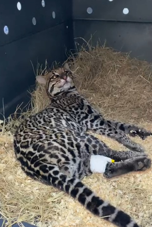 Jaguatirica devolvida &agrave; natureza na RJ‑116