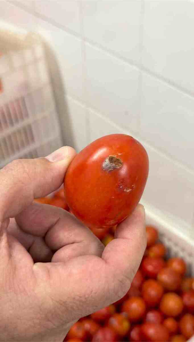 Justi&ccedil;a intima Prefeitura para esclarecer situa&ccedil;&atilde;o alimentar