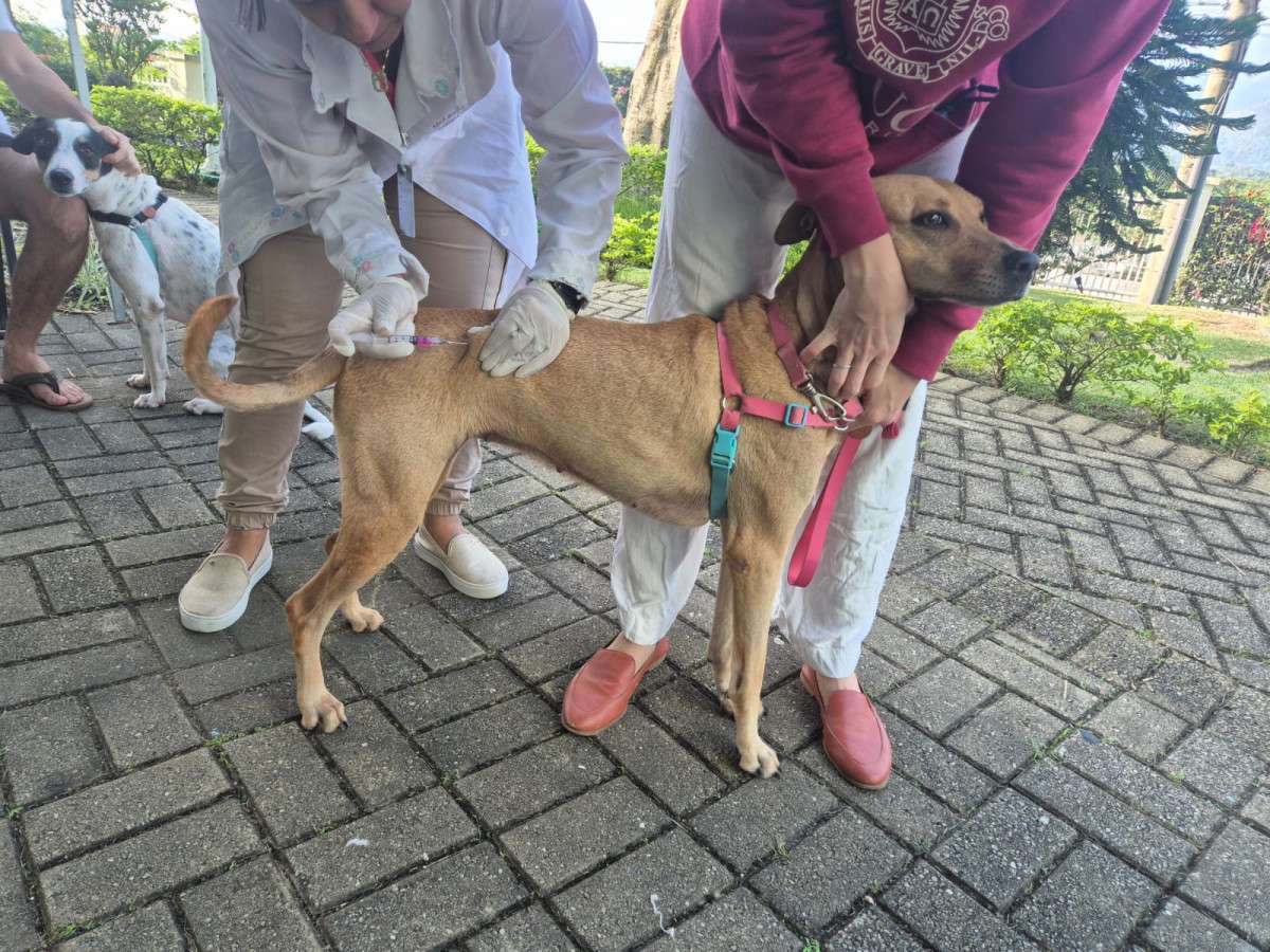 Vacina gratuita V10 e V3 para c&atilde;es e gatos chega a Petr&oacute;polis