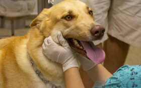 Acesso gratuito a transfus&atilde;o de sangue veterin&aacute;rio ainda enfrenta desafios no DF