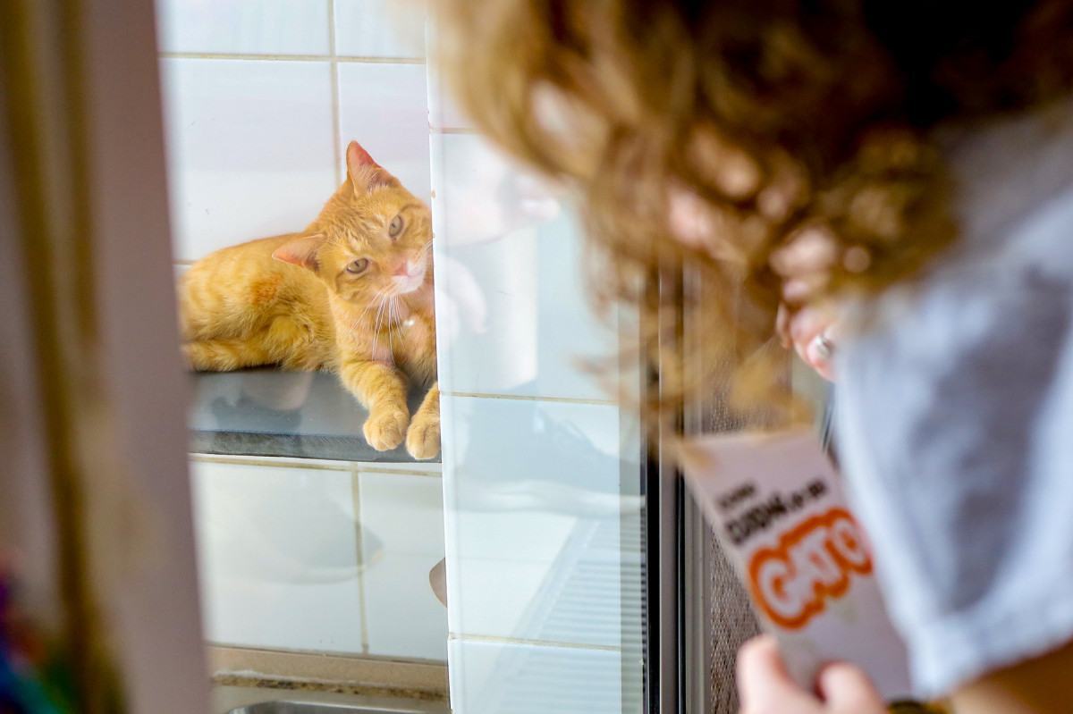 Acesso gratuito a transfus&atilde;o de sangue veterin&aacute;rio ainda enfrenta desafios no DF