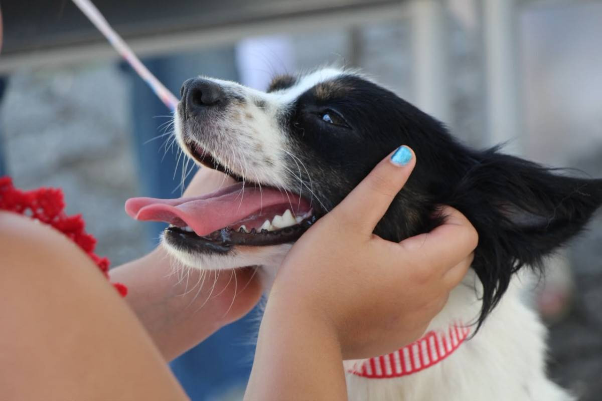 Animais ter&atilde;o acesso a consultas e procedimentos gratuitos