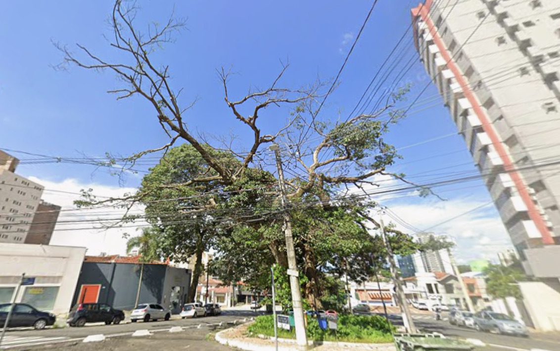 Campinas faz manejo de &aacute;rvore em Bar&atilde;o Geraldo e poda no Cambu&iacute; nesta semana