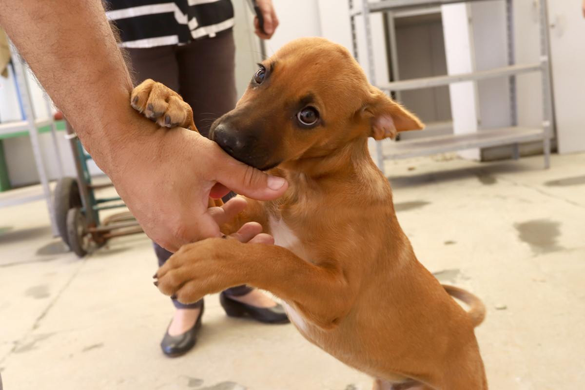 DPBEA de Portas Abertas promove ado&ccedil;&atilde;o e bem‑estar animal em Campinas