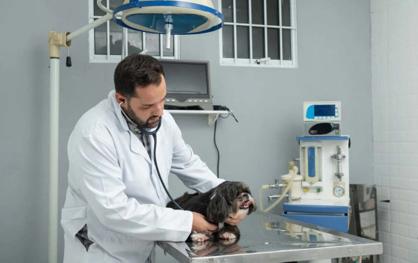 SP amplia mutir&otilde;es de castra&ccedil;&atilde;o e atendimento veterin&aacute;rio gratuito para pets