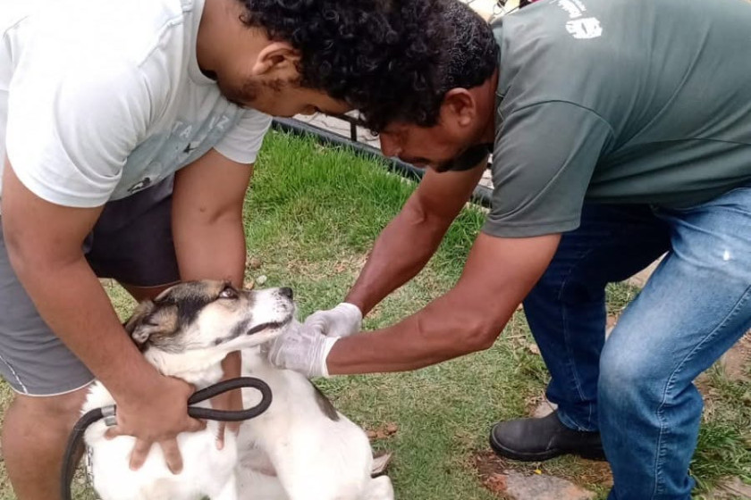 Vacina&ccedil;&atilde;o antirr&aacute;bica para c&atilde;es e gatos come&ccedil;a nesta segunda