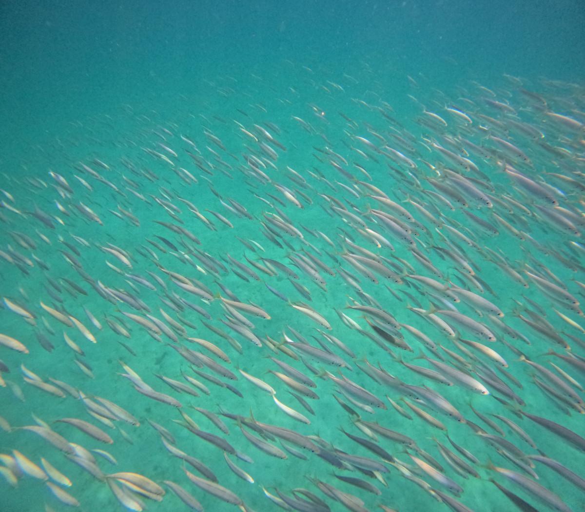 Estudo mede impacto de barulho em peixes