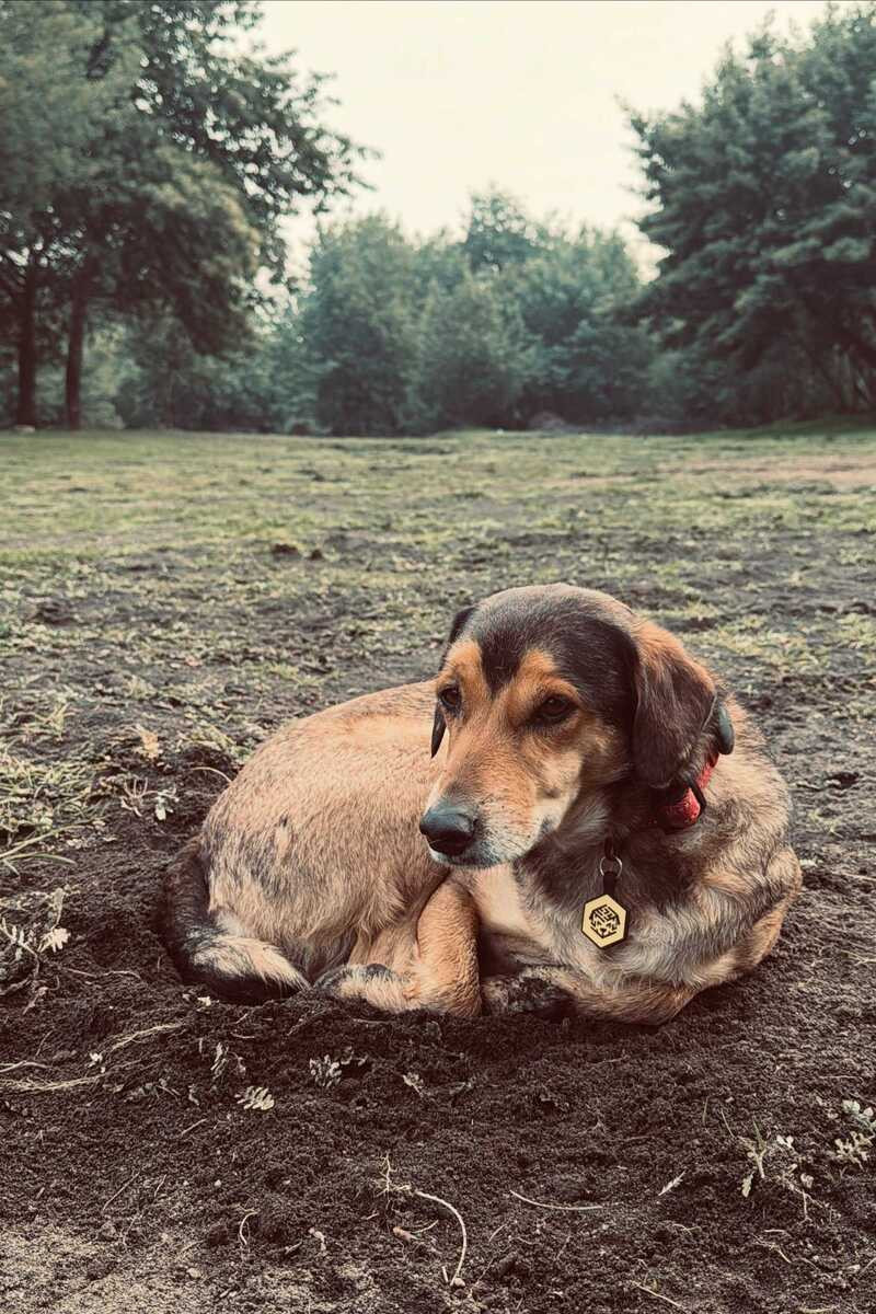 Famoso c&atilde;o frentista de Campinas morre durante viagem de trailer na Patag&ocirc;nia