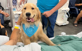 C&atilde;es terapeutas visitam hospital em Americana