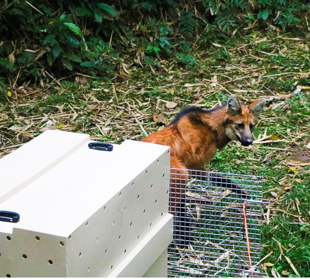 Lobo‑guar&aacute; &eacute; resgatado e devolvido ao habitat natural