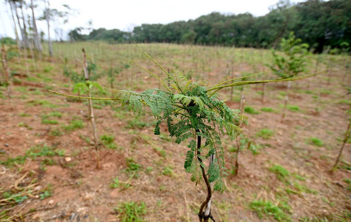 Campinas ultrapassa 46 mil mudas plantadas no programa de microflorestas urbanas