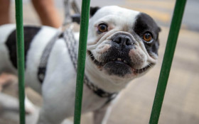 Campanha Antirr&aacute;bica imuniza animais em Barra do Pira&iacute;