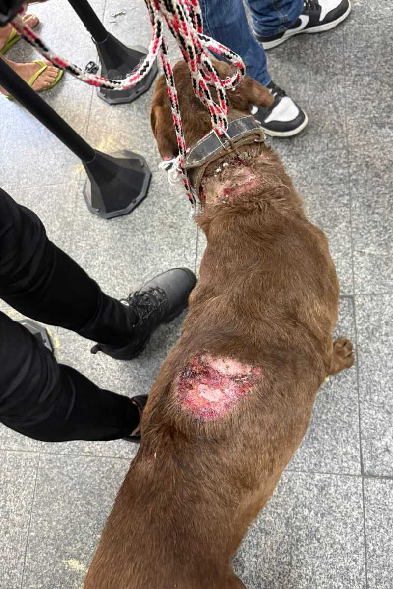 Comiss&atilde;o dos Animais da Alerj resgata c&atilde;o