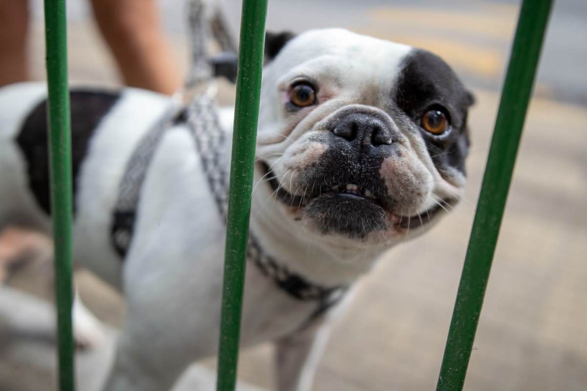 Campanha Antirr&aacute;bica imuniza animais em Barra do Pira&iacute;