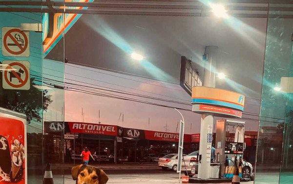 C&atilde;o frentista de Campinas, foi morto por cadelas mantidas acorrentadas na Patag&ocirc;nia, diz tutor
