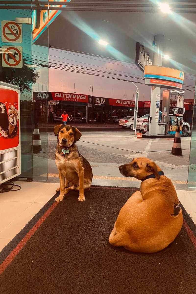 C&atilde;o frentista de Campinas, foi morto por cadelas mantidas acorrentadas na Patag&ocirc;nia, diz tutor