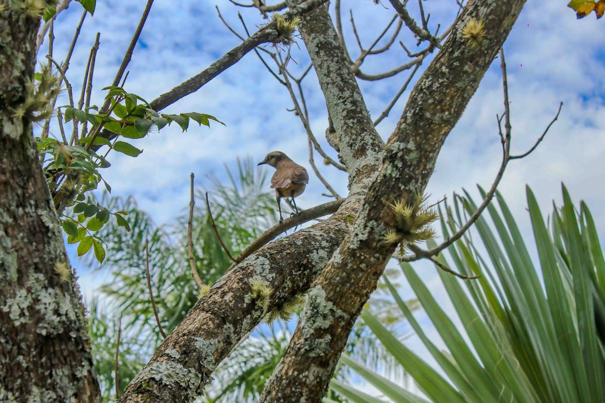 Festival de Aves e Natureza das Agulhas Negras abre inscri&ccedil;&otilde;es para nova edi&ccedil;&atilde;o