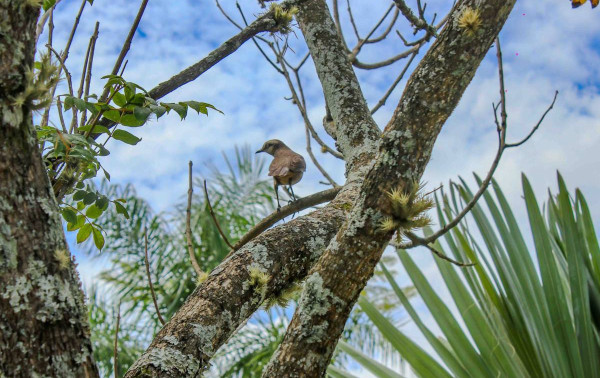 Festival de Aves e Natureza das Agulhas Negras abre inscri&ccedil;&otilde;es para nova edi&ccedil;&atilde;o