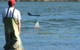 Pesca com botos entra em decis&atilde;o da Justi&ccedil;a do Rio Grande do Sul