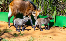 Zoo de SP apresenta filhotes de lobo‑guar&aacute; ao p&uacute;blico