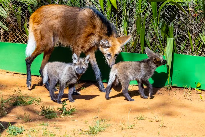 Zoo de SP apresenta filhotes de lobo‑guar&aacute; ao p&uacute;blico