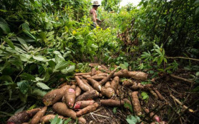 Embrapa indica melhores tipos de mandioca para o Acre