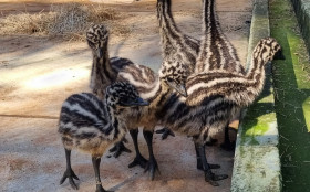 Zoo Americana acompanha de perto o desenvolvimeto dos seis filhotes de Emu