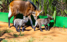 Zoo abre vota&ccedil;&atilde;o para nomear filhotes de lobo‑guar&aacute;