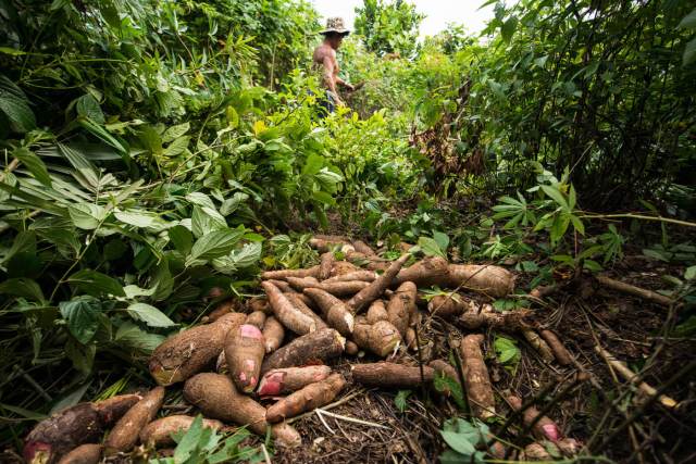 Embrapa indica melhores tipos de mandioca para o Acre