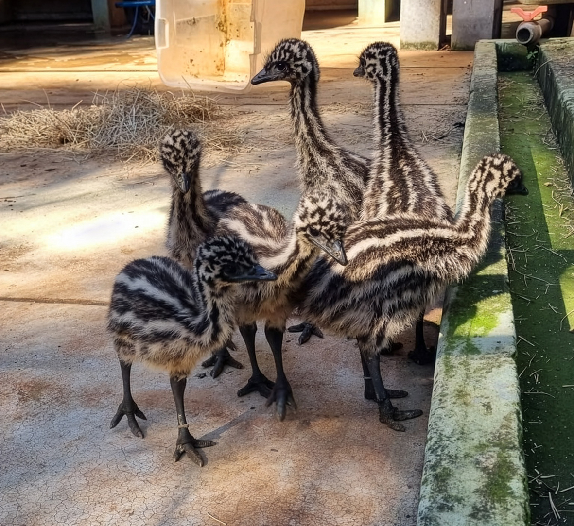 Zoo Americana acompanha de perto o desenvolvimeto dos seis filhotes de Emu