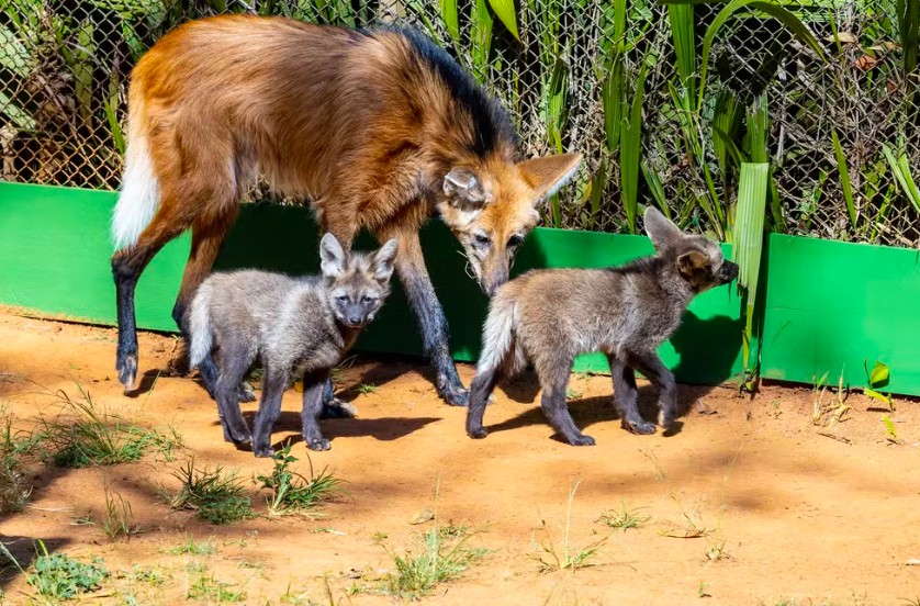 Zoo abre vota&ccedil;&atilde;o para nomear filhotes de lobo‑guar&aacute;