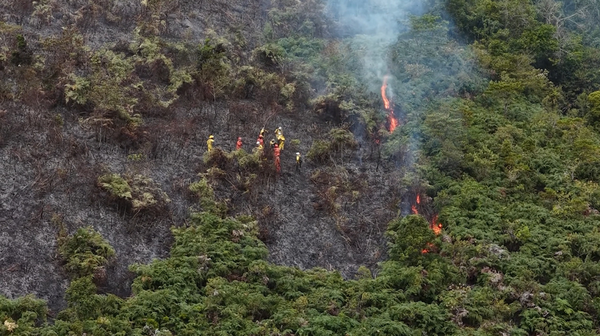 INEA investiga poss&iacute;vel origem humana de inc&ecirc;ndio no Caled&ocirc;nia