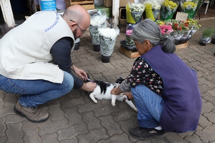Campinas vacina gatos no Cemit&eacute;rio da Saudade ap&oacute;s caso de raiva