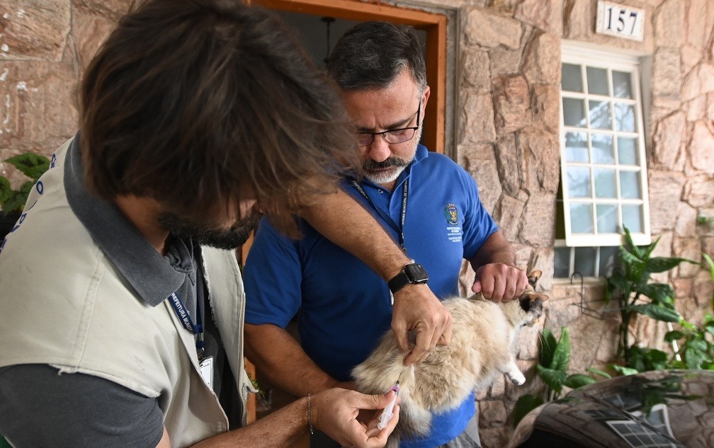 Sa&uacute;de vacina 92 c&atilde;es e gatos no entorno do Cemit&eacute;rio da Saudade, ap&oacute;s caso de raiva