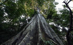 Amaz&ocirc;nia Nexus‑2026 discutir&aacute; desenvolvimento sustent&aacute;vel