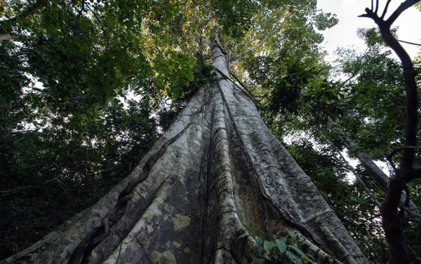 Amaz&ocirc;nia Nexus‑2026 discutir&aacute; desenvolvimento sustent&aacute;vel