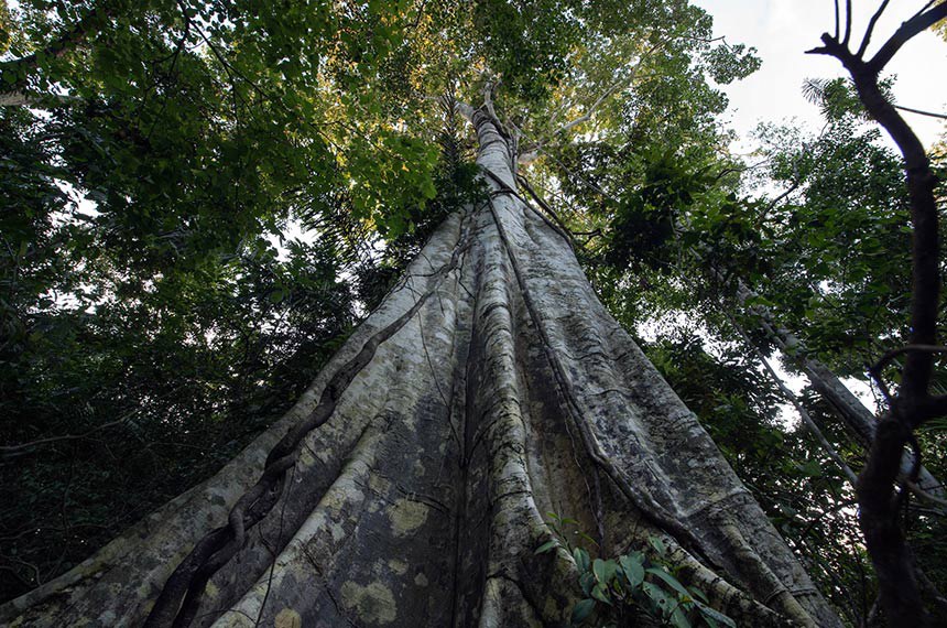 Amaz&ocirc;nia Nexus‑2026 discutir&aacute; desenvolvimento sustent&aacute;vel