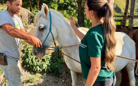 Angra inicia vacina&ccedil;&atilde;o gratuita de animais de cria&ccedil;&atilde;o e microchipagem de equinos
