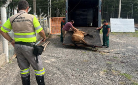 15% dos animais soltos em vias p&uacute;blicas de Campinas foram recolhidos pela prefeitura este ano