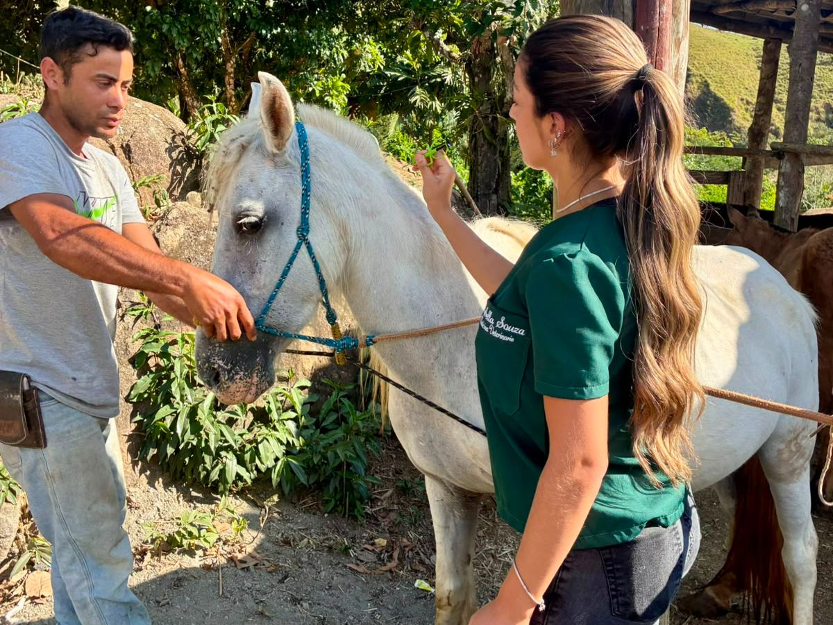Angra inicia vacina&ccedil;&atilde;o gratuita de animais de cria&ccedil;&atilde;o e microchipagem de equinos