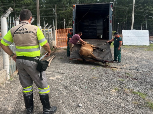 15% dos animais soltos em vias p&uacute;blicas de Campinas foram recolhidos pela prefeitura este ano