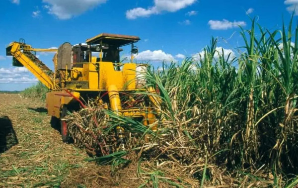 Governo pagar&aacute; subven&ccedil;&atilde;o via Pix a produtores de cana do Nordeste