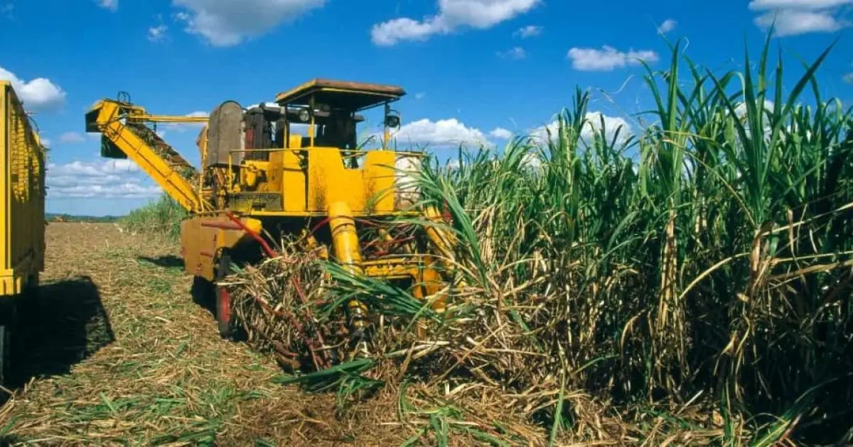 Governo pagar&aacute; subven&ccedil;&atilde;o via Pix a produtores de cana do Nordeste