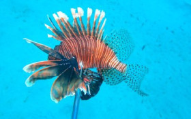 Peixe‑le&atilde;o &eacute; monitorado por pesquisadores em Alagoas