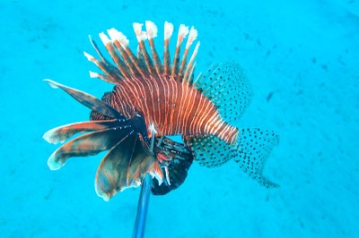 Peixe‑le&atilde;o &eacute; monitorado por pesquisadores em Alagoas